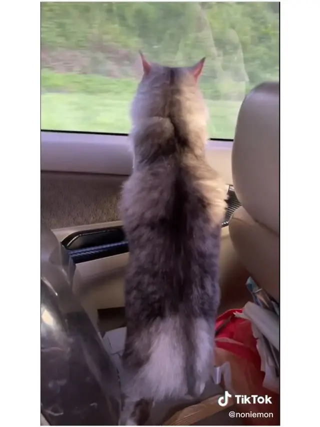8 Potret Kucing Ikut Mudik Pakai Kendaraan Pribadi Ini Bikin Gemas