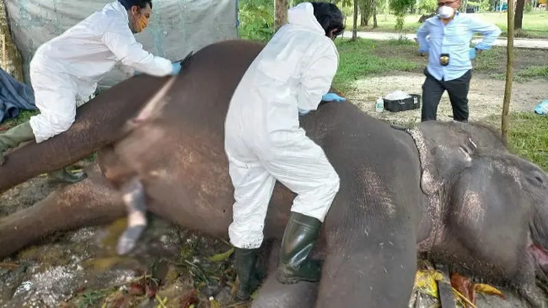 Petugas medis melakukan nekropsi atau bedah bangkai terhadap gajah mati di Kebun Binatang Kasang Kulim.