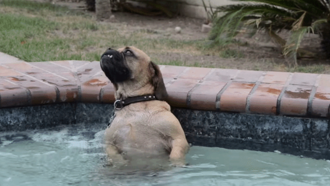 Anjing yang Bersantai di Bak Jacuzzi (2908)