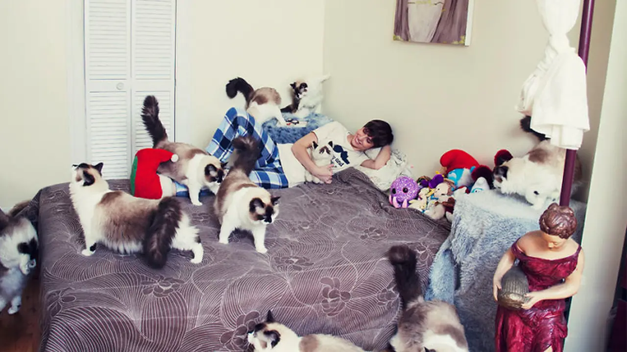 Aktivitas Para Cat Lovers dengan Hewan Kesayangan 