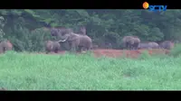 Kawanan gajah yang kelaparan ini juga mencuri jagung yang akan dipanen.