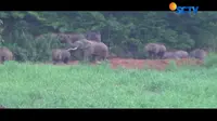 Kelaparan, Kawanan Gajah Liar Curi Pisang Warga di Yunnan China