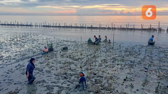 Penanaman Mangrove