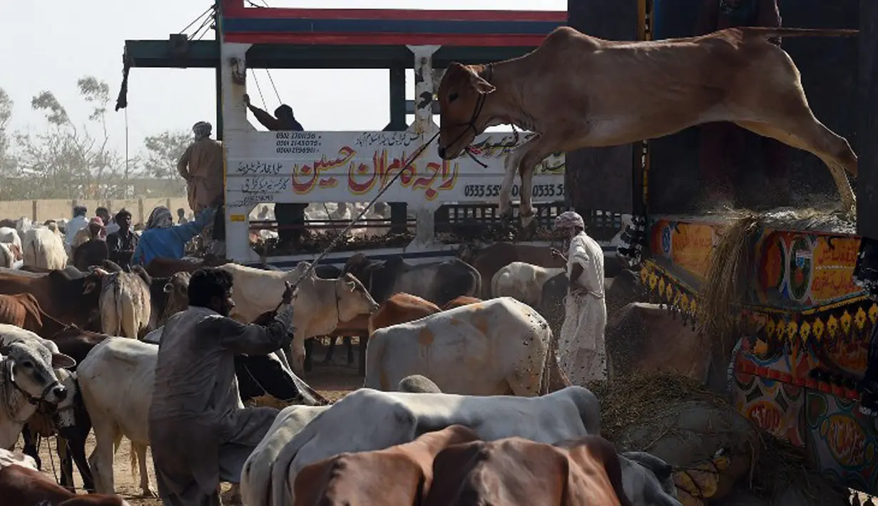 Pedagang ternak menurunkan sapi dari truk saat tiba di pasar ternak yang disiapkan untuk menyambut Idul Adha di Karachi, Pakistan, Senin (14/9/2015). Muslim di seluruh dunia sedang mempersiapkan datangnya Hari Raya Idul Adha. (AFP PHOTO/RIZWAN Tabassum)