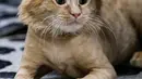 Seekor kucing menginap di sebuah hotel khusus kucing di Basra, Irak, 28 Maret 2018. Kucing-kucing tersebut bisa menikmati tempat tidur, makan setiap hari, cek kesehatan dan sebuah ruang bermain mini. (HAIDAR MOHAMMED ALI/AFP)