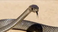 Eastern Brown Snake (Photo by Australiazoo.co.au)