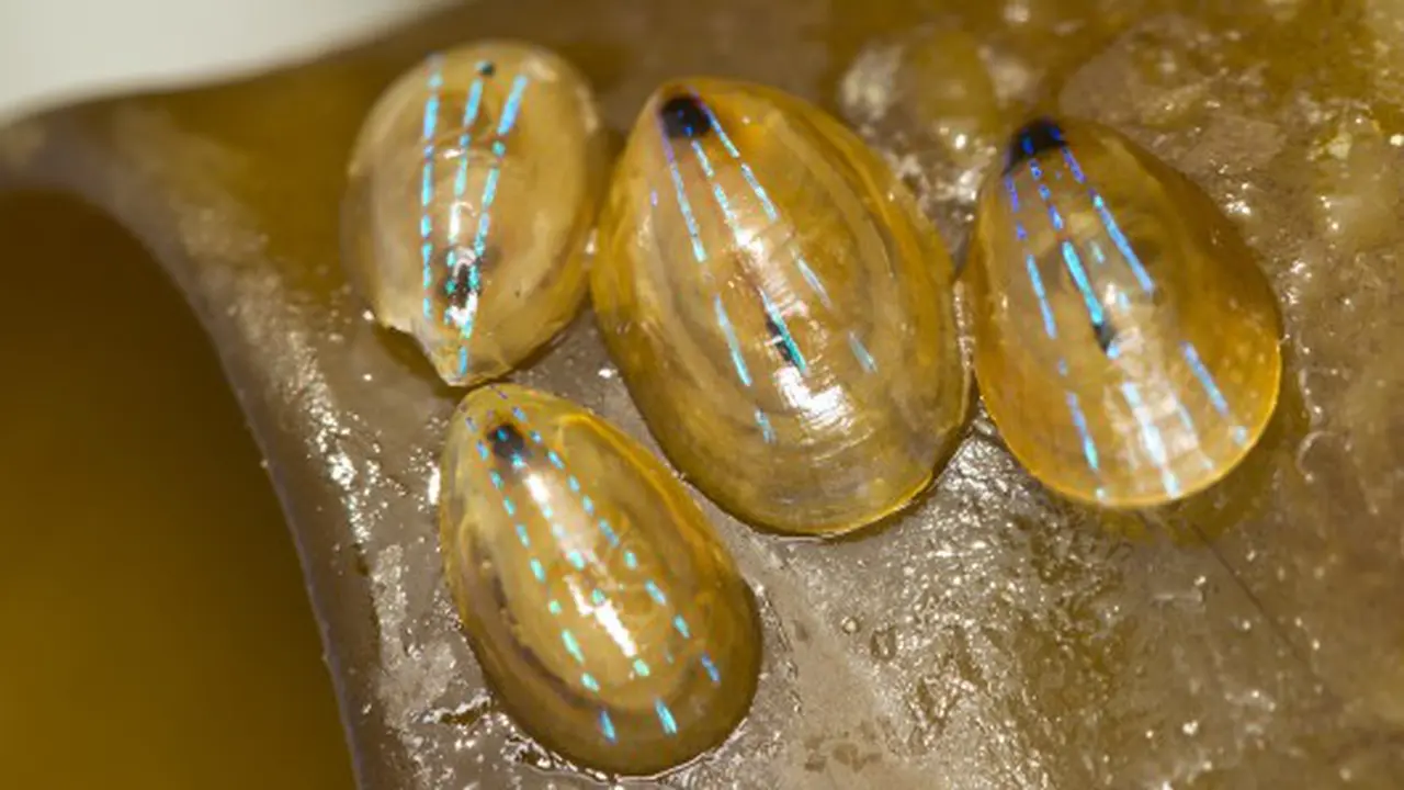 Cangkang Limpet Inspirasi Generasi Baru Tampilan Transparan