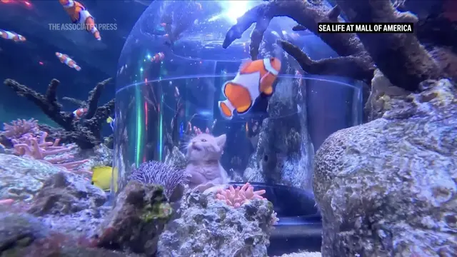 Kucing dan Ikan Badut di Akuarium Mall of America (AP)