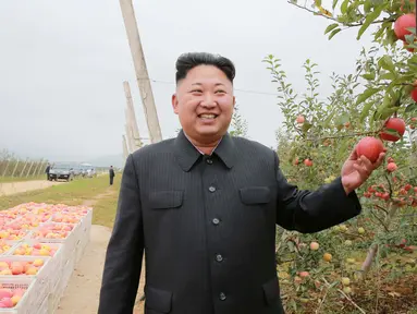 Pemimpin Korea Utara Kim Jong Un berpose di kebun apel saat panen di Pyongyang, Minggu (18/9). Selain untuk melihat hasil panen, kedatangan Kim Jong Un juga untuk memberi bimbingan kepada Kosan Combined Fruit Farm. (REUTERS/KCNA) 