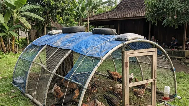 Kandang Umbaran Kubah Mini dari Paralon Bekas