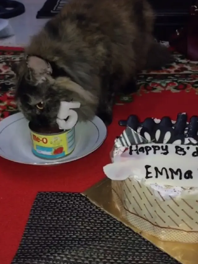 kucing ulang tahun