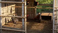 7 Model Kandang Ayam Kombinasi Bambu dan Jaring Kawat yang Fungsional dan Efisien