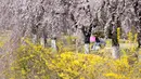 Pengunjung bersantai dekat bunga-bunga di sebuah taman di Goyang, Korea Selatan, Jumat (8/4/2022). (AP Photo/Lee Jin-man)