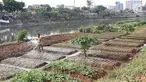 Warga menyiram sayur mayur yang ditanam di bantaran Kanal Banjir Barat, Jakarta, Jumat (5/10). Sayur mayur tersebut berupa kangkung, sawi, dan cabai. (Liputan6.com/Immanuel Antonius)