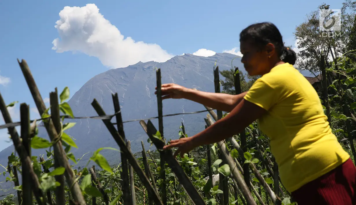 Gunung Agung erupsi mengembuskan asap bercampur abu vulkanik terlihat dari kawasan Sidemen, Karangasem, Bali, Jumat (8/12). Erupsi tersebut condong ke arah barat. (Liputan6.com/Immanuel Antonius)