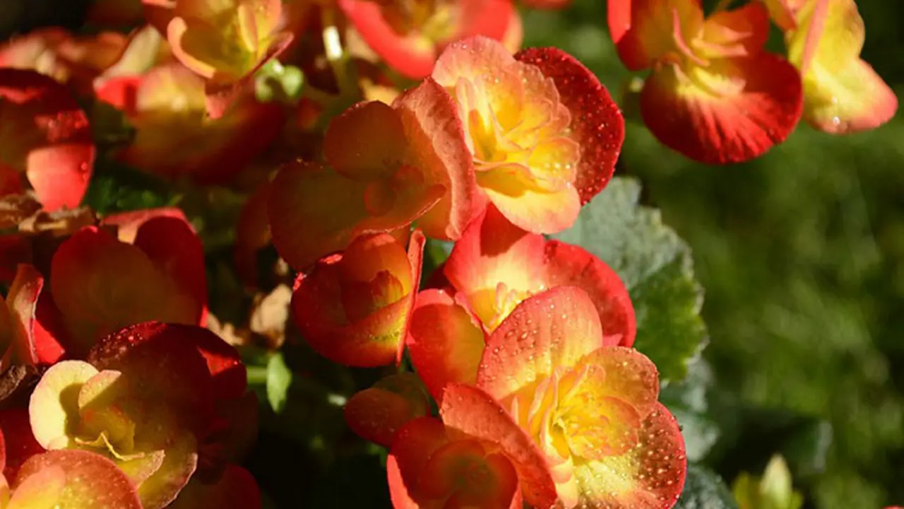 Bunga Begonia