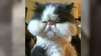 Ekspresi Lucu Anjing dan Kucing 'Korban' Sengatan Lebah