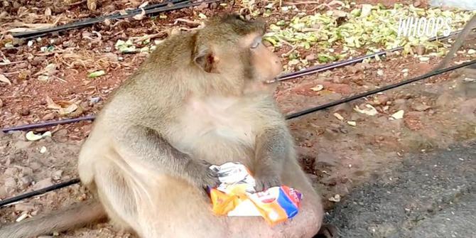 Kisah Monyet Obesitas yang Kebanyakan Makan