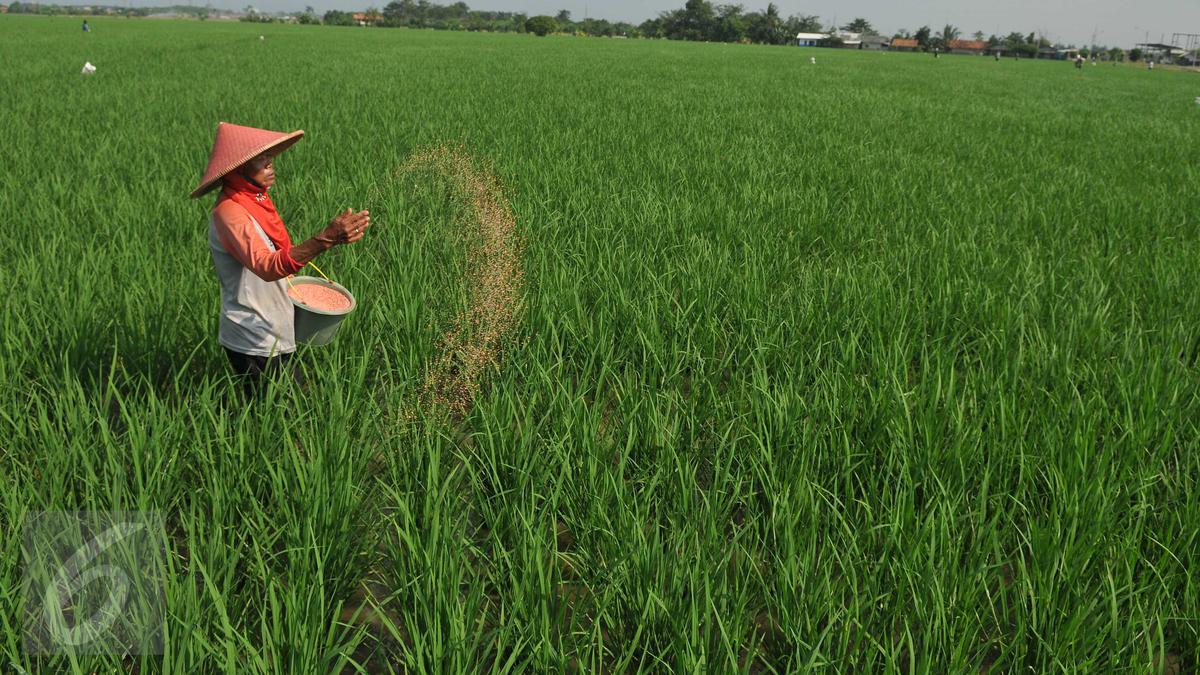 Jenis Pupuk Padi untuk Hasil Panen yang Melimpah, Lengkap dari Pupuk Dasar hingga Susulan