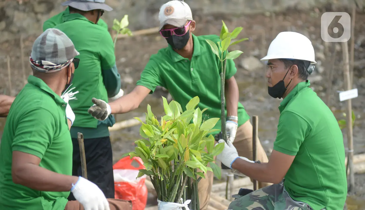 Pekerja melakukan penanam bibit Mangrove jenis Rhizopora Mucronata di Kawasan PT Karya Citra Nusantara  (KCN) Marunda, Cilincing Jakarta Jumat (3/6/2022). Sepanjang 1100 meter tahap dua untuk menanam mangrove di kawasan tersebut, sebagai komitmen kepedulian terhadap lingkungan laut terutama pesisir Utara Jakarta. (merdeka.com/Imam Buhori)