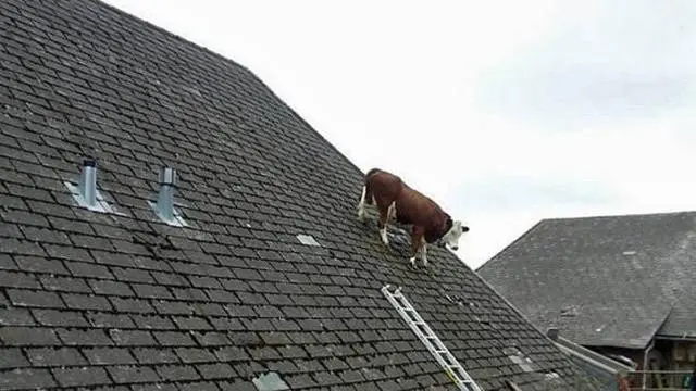6 Potret Hewan Naik ke Atap Rumah Ini Bikin Gagal Paham, Nyeleneh