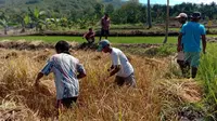 Foto: Petani di Kabupaten SIKKA saat panen padi (Liputan6.com/Dion)