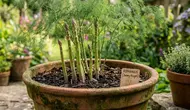 Cara Menanam Asparagus di Pot saat Musim Hujan agar Akar Tidak Busuk