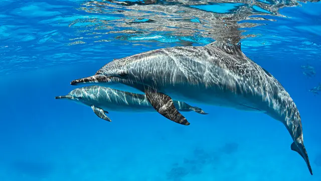 Dolphins