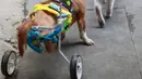 Yangyang, anjing yang menggunakan bantuan roda untuknya berjalan, mengikuti kucing di penampungan hewan di Shenyang, China, 13 November 2018. Anjing liar itu diselamatkan 2 bulan lalu dan menerima roda khusus dari shelter untuk berjalan. (STR/AFP)