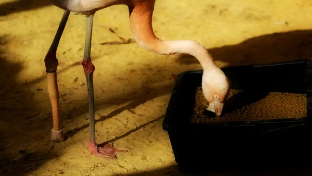 Flamingo Cantik Berpose Ria Pakai Kaki Palsu