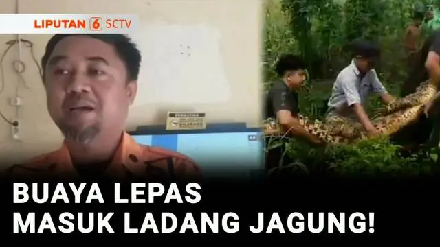 VIDEO: Ngeri! Buaya Peliharaan Warga Bangkalan Lepas, Sempat Berkeliaran di Kebun Jagung