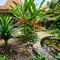 16 Tanaman yang Cocok untuk Rain Garden Tropis, Taman Cantik Anti Genangan