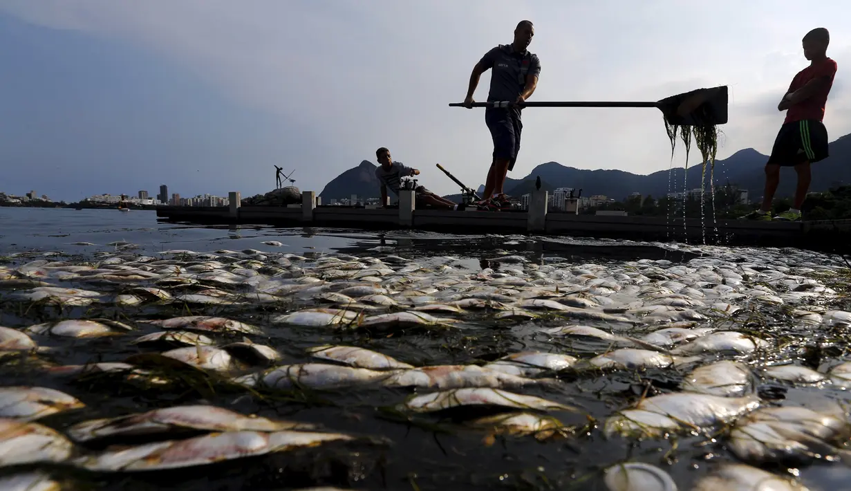 Petugas mengangkat ribuan ikan yang mati di arena latihan atlet dayung Laguna Rodrigo de Freitas, Rio de Janeiro, Brazil, Senin (13/4/2015). Ribuan ikan mati akibat air laut dingin masuk ke Laguna. (REUTERS/Ricardo Moraes)