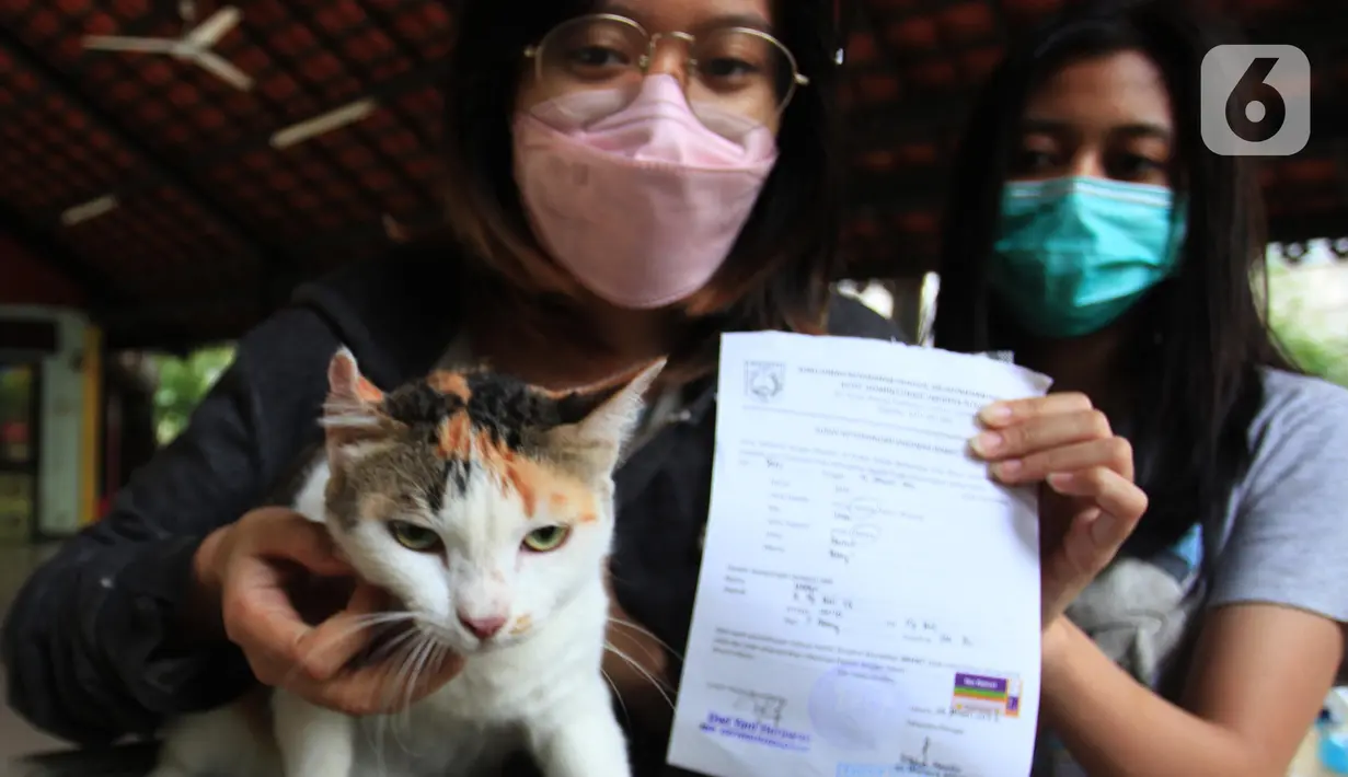Pemilik menunjukkan kucing dan surat saat mengikuti vaksinasi rabies di halaman Kantor RPTRA Hati Suci, Kampung Bali, Jakarta, Selasa (25/1/2022). Sudin KPKP Kota Administrasi Jakarta Pusat Kecamatan Tanah Abang menyediakan 100 dosis vaksin rabies dalam kegiatan tersebut. (merdeka.com/Imam Buhori)