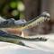 Animals from prehistoric times that are still living today. (Photo: Sharath G./Pexels)