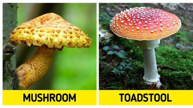 Serupa Tapi Tak Sama, 9 Makanan Ini Sering Disalahartikan