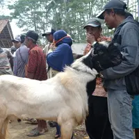 Transkasi hewan kurban di pasar kambing Karangpucung menurun dibanding tahun-tahun sebelumnya. (Foto: Liputan6.com/Muhamad Ridlo)