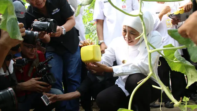 Petani Melon Sidoarjo
