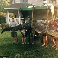 Buaya raksasa ditaklukan seorang wanita | foto : Daily mail