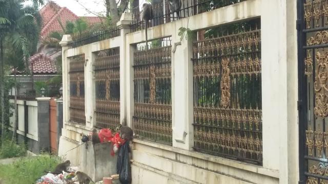 Monyet liar mendatangi lingkungan warga RT10/3, Kelurahan Harjamukti, Kecamatan Cimanggis, Kota Depok.