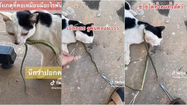 Momen Detik-Detik Kucing Selamat dari Ular yang Melilit Lehernya, Bikin Panik