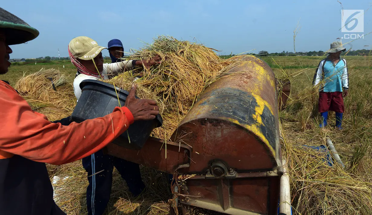 Petani memanen padi jenis Jarong (unggulan) di Kawasan Bekasi-Jakarta, Selasa (2/7/2019). Hasil panen padi kali ini para petani kurang memuaskan akibat cuaca yang tidak menentu dan serangan hama. (merdeka.com/Imam Buhori)