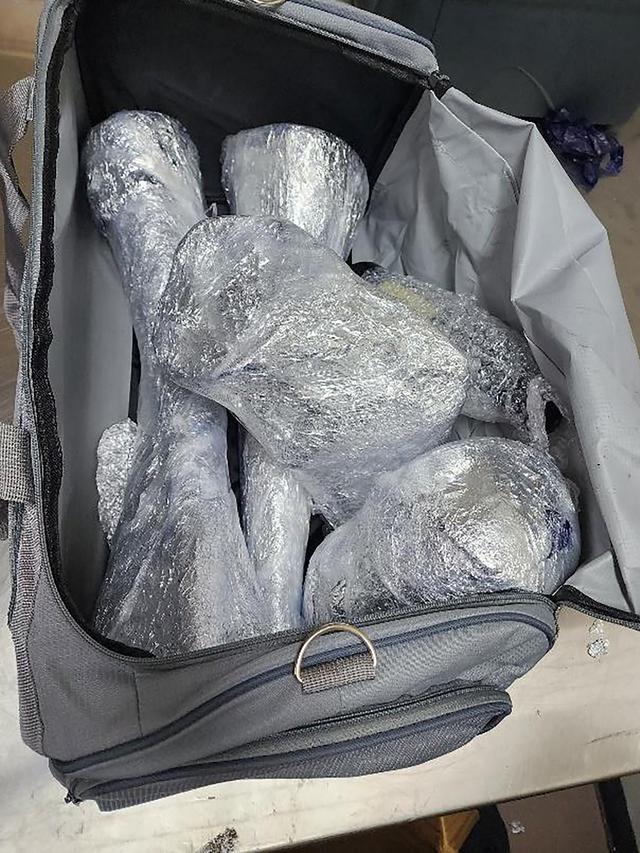 Pria Afrika Selatan Nekat Selundupkan Cula Badak 34,7 Kg via Bandara Changi, Jumlah Terbesar dalam Sejarah Singapura