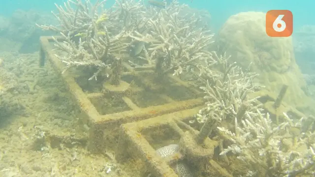 Transplantasi Terumbu Karang