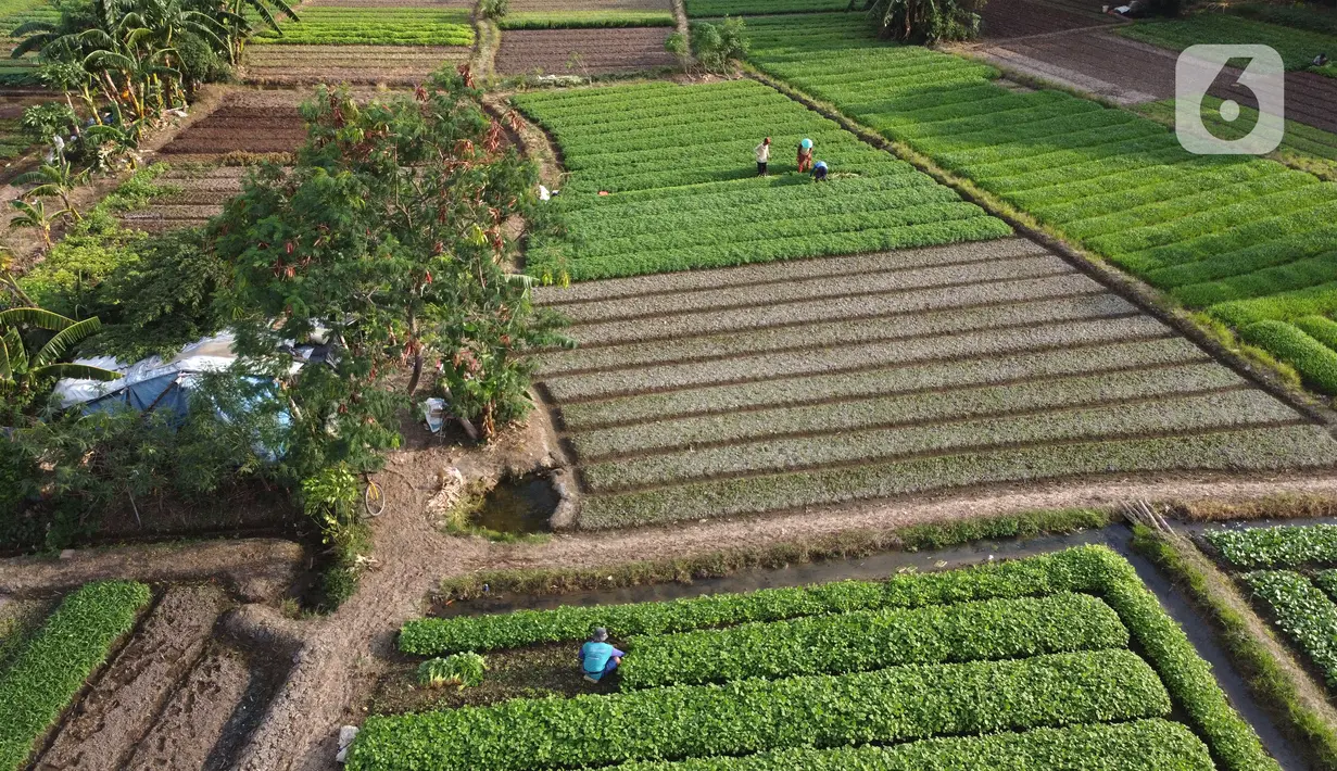 Foto udara aktivitas petani di lahan garapan kawasan Papanggo, Jakarta Utara, Rabu (1/12/2021). Para petani di kawasan tersebut menggantungkan hidup dengan menyewa lahan garapan untuk bercocok tanam sayuran seperti kangkung, bayam, ubi, dan daun kemangi. (Liputan6.com/Helmi Fithriansyah)