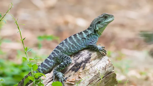 Water Dragons