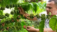 Pohon kopi yang ditanam di areal kompleks kuburan Belanda di Malang tinggal menunggu waktu sebelum dipanen petik merah. Buah kopi nantinya diolah dan diberi merek kopi tulang (Liputan6.com/Zainul Arifin)