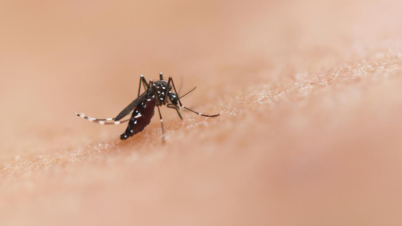 Deadly Animals: 5 Most Deadly Creatures to Humans