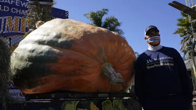 Travis Gienger, befoto di samping labu seberat 1,066 kilogram, dalam kontes Safeway World Championship Pumpkin Weigh-Off di Half Moon Bay, California AS. (Photo credit:AP Photo/Jeff Chiu)