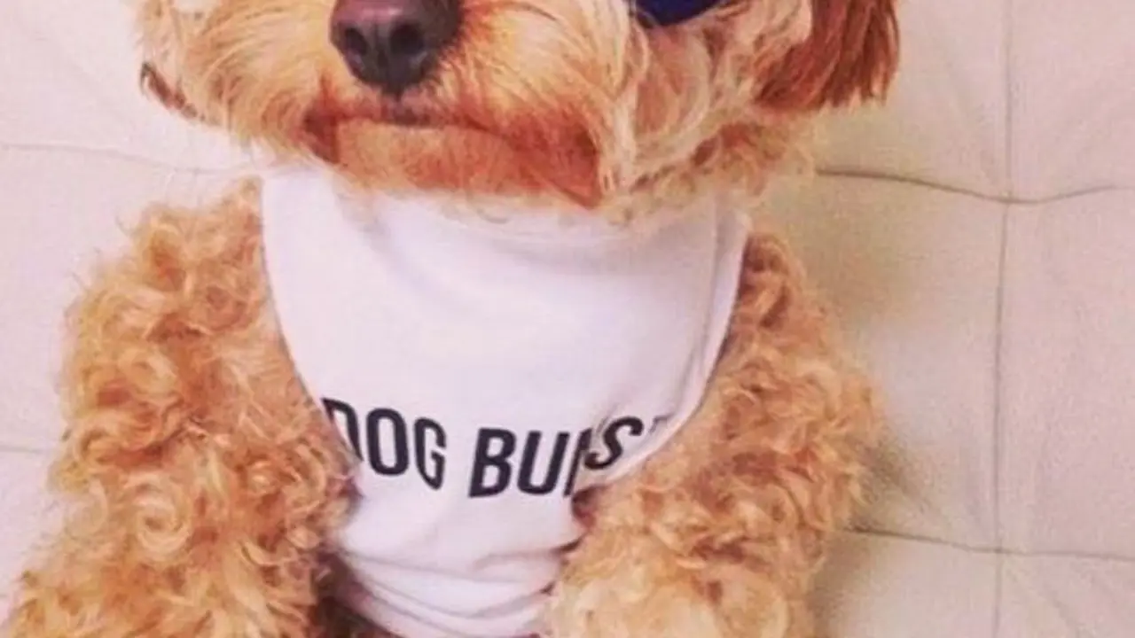 Tren #DogBun Ramaikan Jejeran Anjing Lucu di Instagram